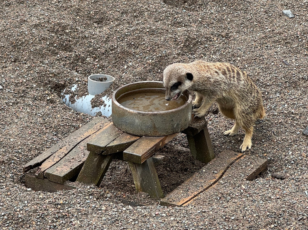Bowland Wild Boar Park-普雷斯顿必去景点