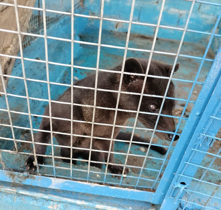 Wanagiri Coffee Plantation Bali And Luwak Coffee-Wanagiri必去景点