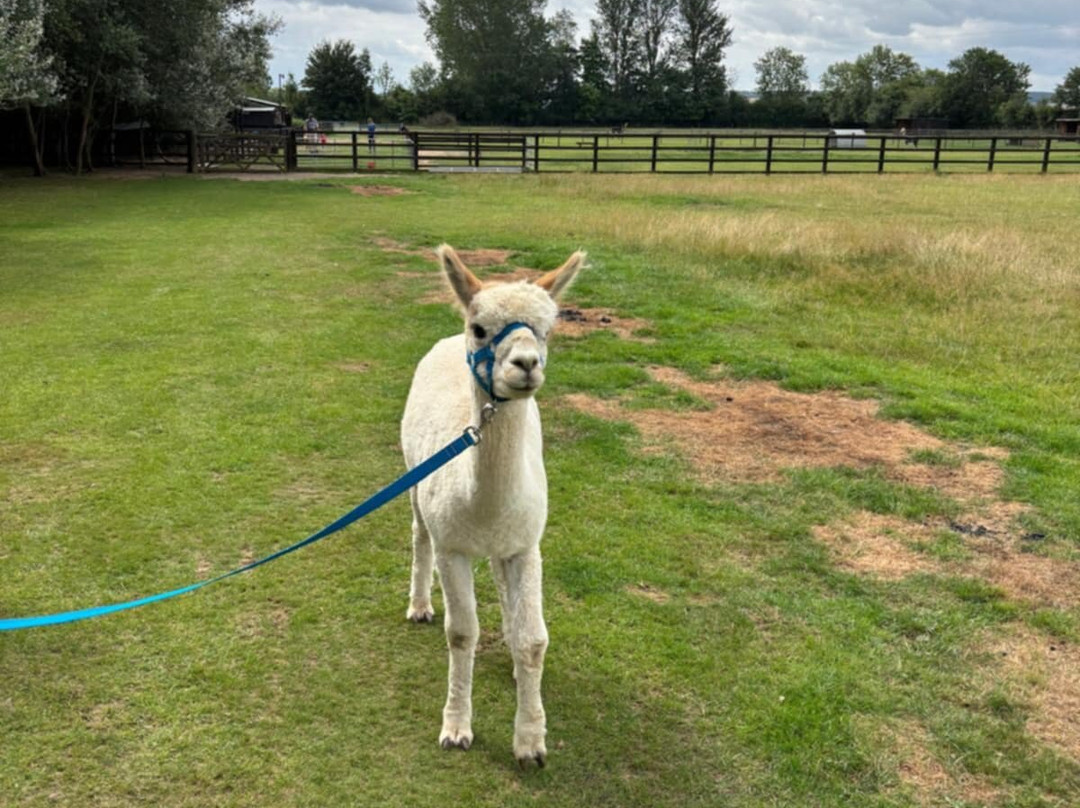 Butterwick Alpaca Retreat and Trekking-马尔顿必去景点