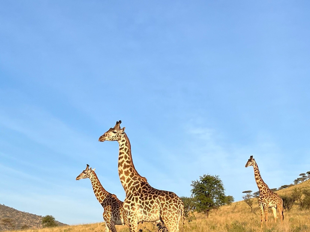 Enchanting Tanzania Safaris-阿鲁沙必去景点