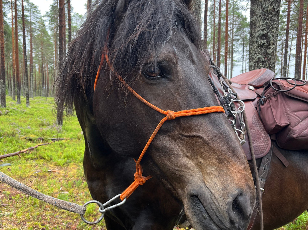 Fjällstallet Horsemanship-Salen必去景点