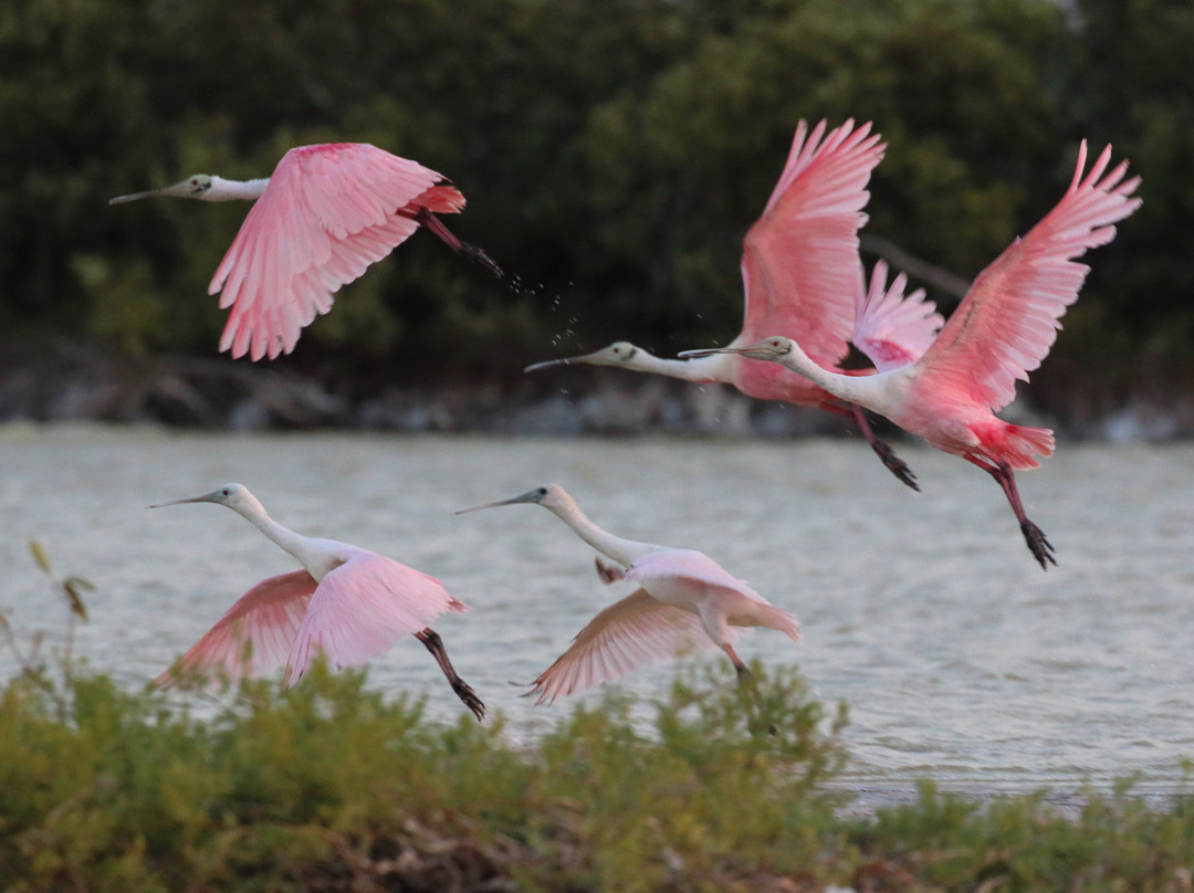 Amar Aves: Birdwatching and Mayan culture-图伦必去景点