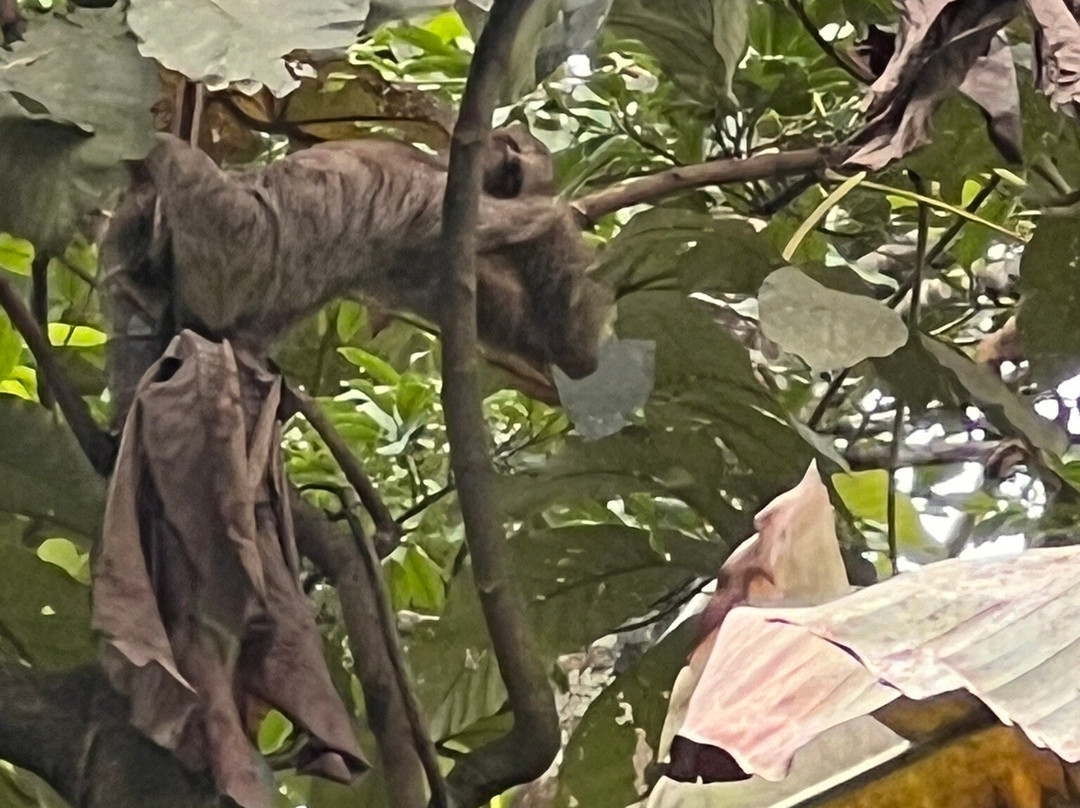 Wildlife Tours Costa Rica - Arenal-福德圣卡洛斯必去景点