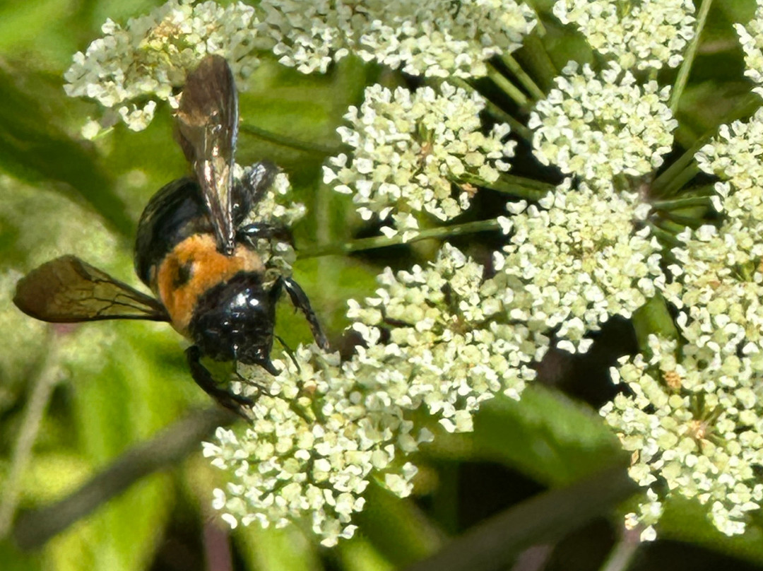 Nags Head Woods Preserve-斩魔山必去景点