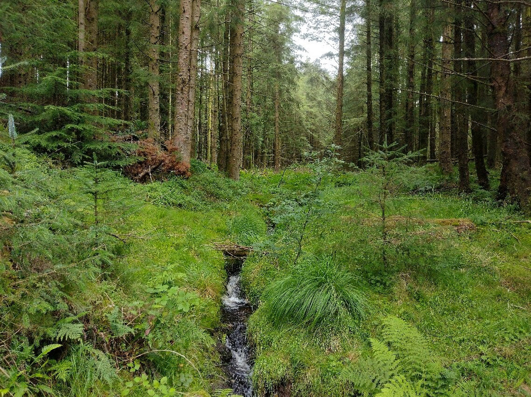 Bwlch Nant yr Arian Forest Visitor Centre-阿伯里斯特威斯必去景点