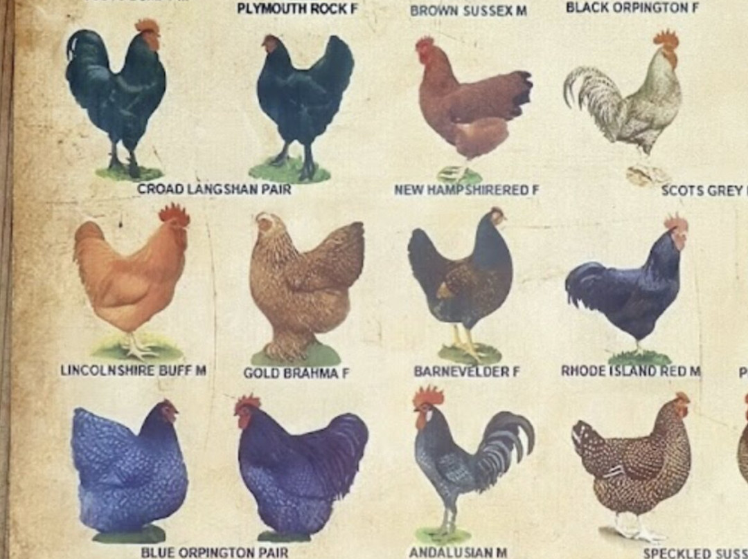 Salt Spring Island Cheese Company-盐泉岛必去景点