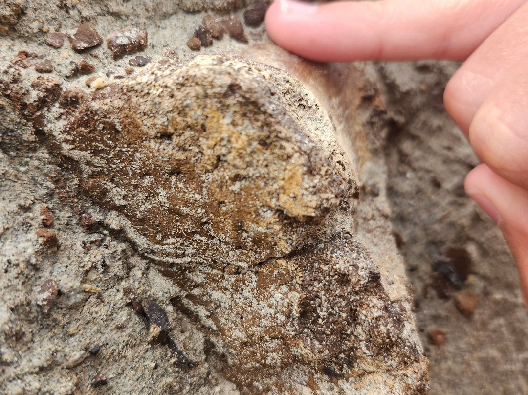 省立恐龙公园-艾伯塔必去景点