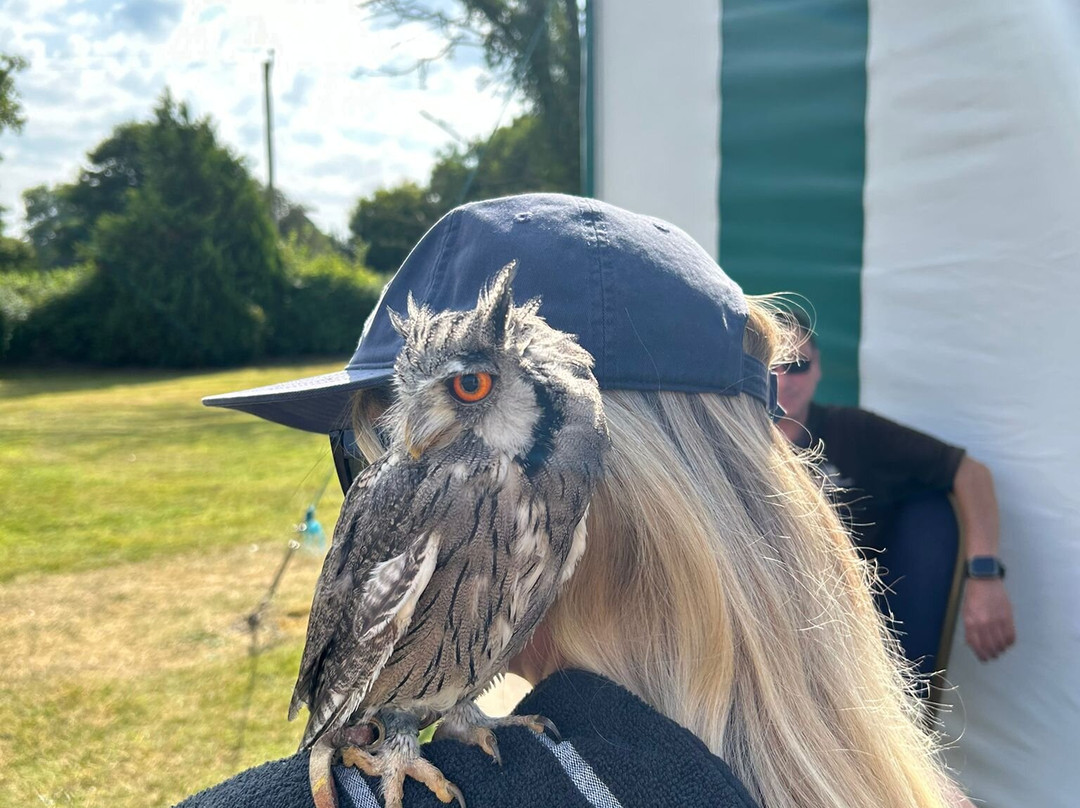Falconry Experience Wales-Newtown必去景点