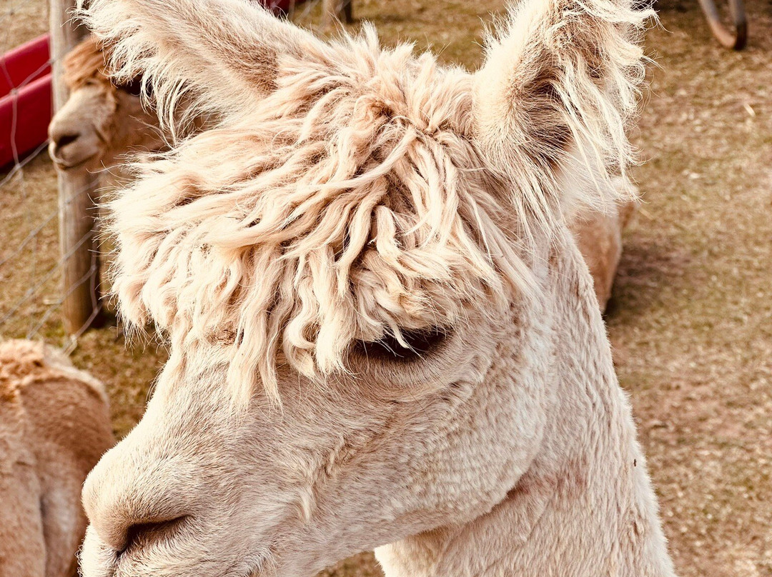 Severn Valley Alpacas-Bridgnorth必去景点