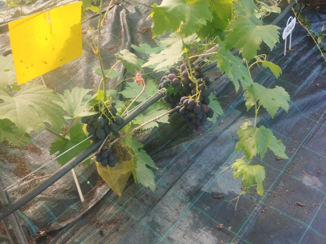 Roogoja Farm-Karla必去景点