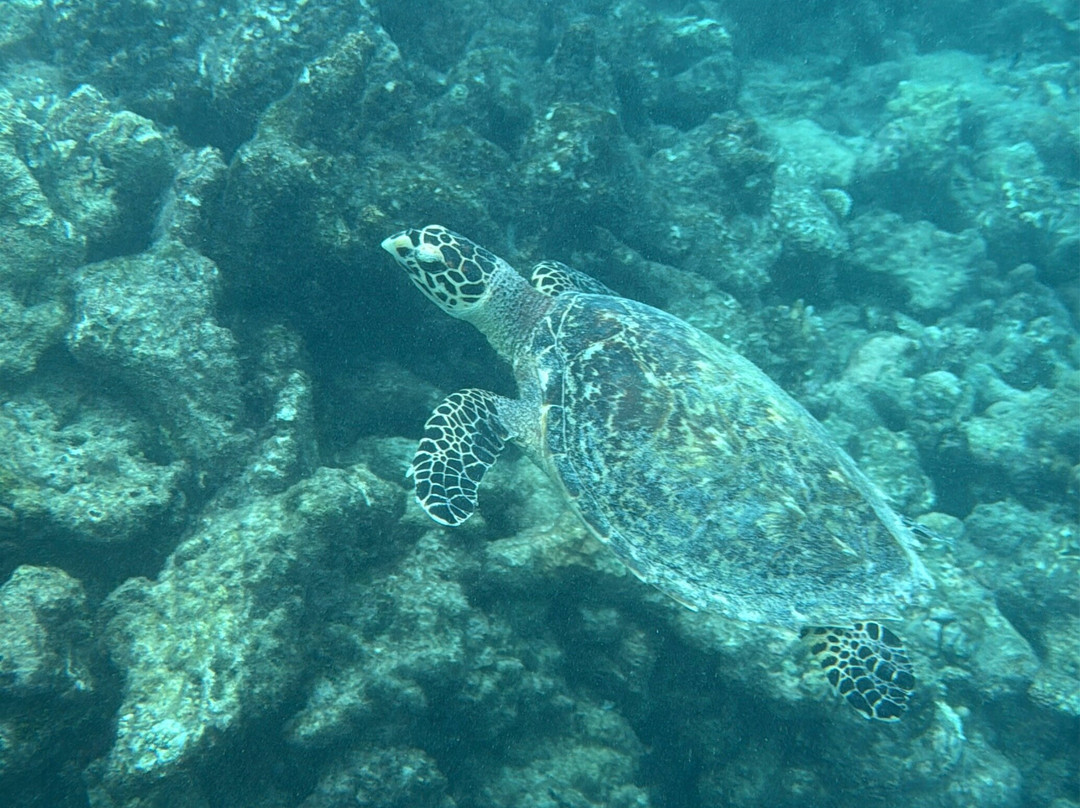 Dive & Sail Ellaidhoo-埃拉胡岛必去景点
