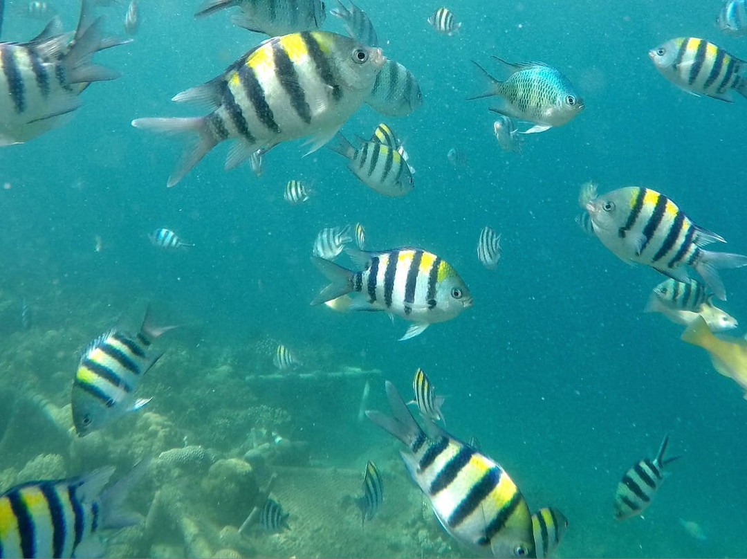 Blue Marlin Dive Kuta Lombok-Kuta必去景点