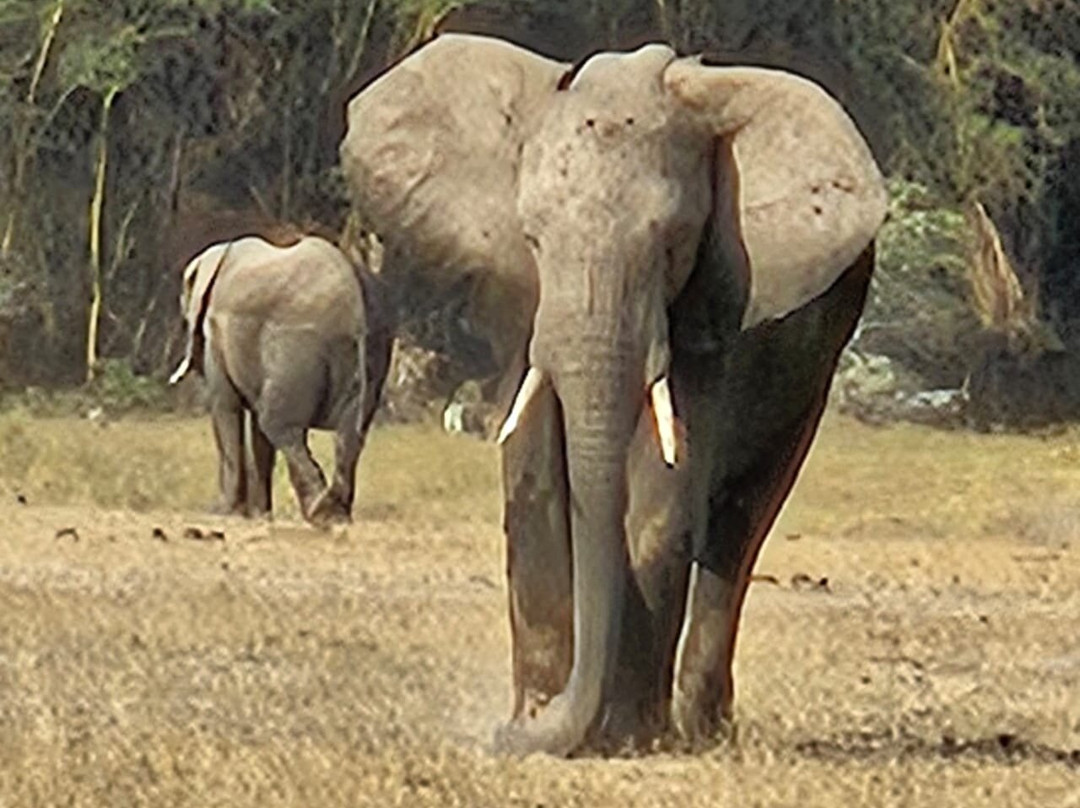 Scope Safaris-Thika必去景点