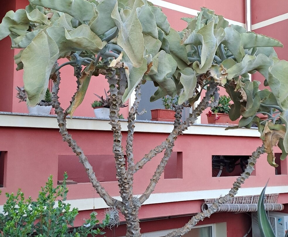 Il Mirto Bed and Breakfast主图