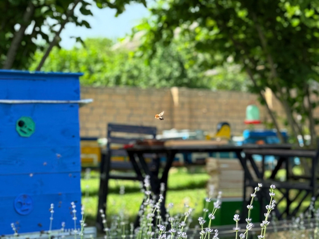 Tofiqoghlu Beekeeping Experience-Zaragan必去景点