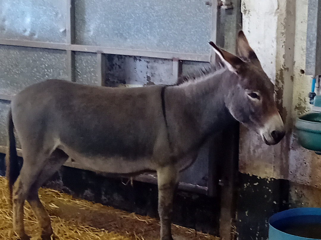 Suffolk Punch Trust-Hollesley必去景点