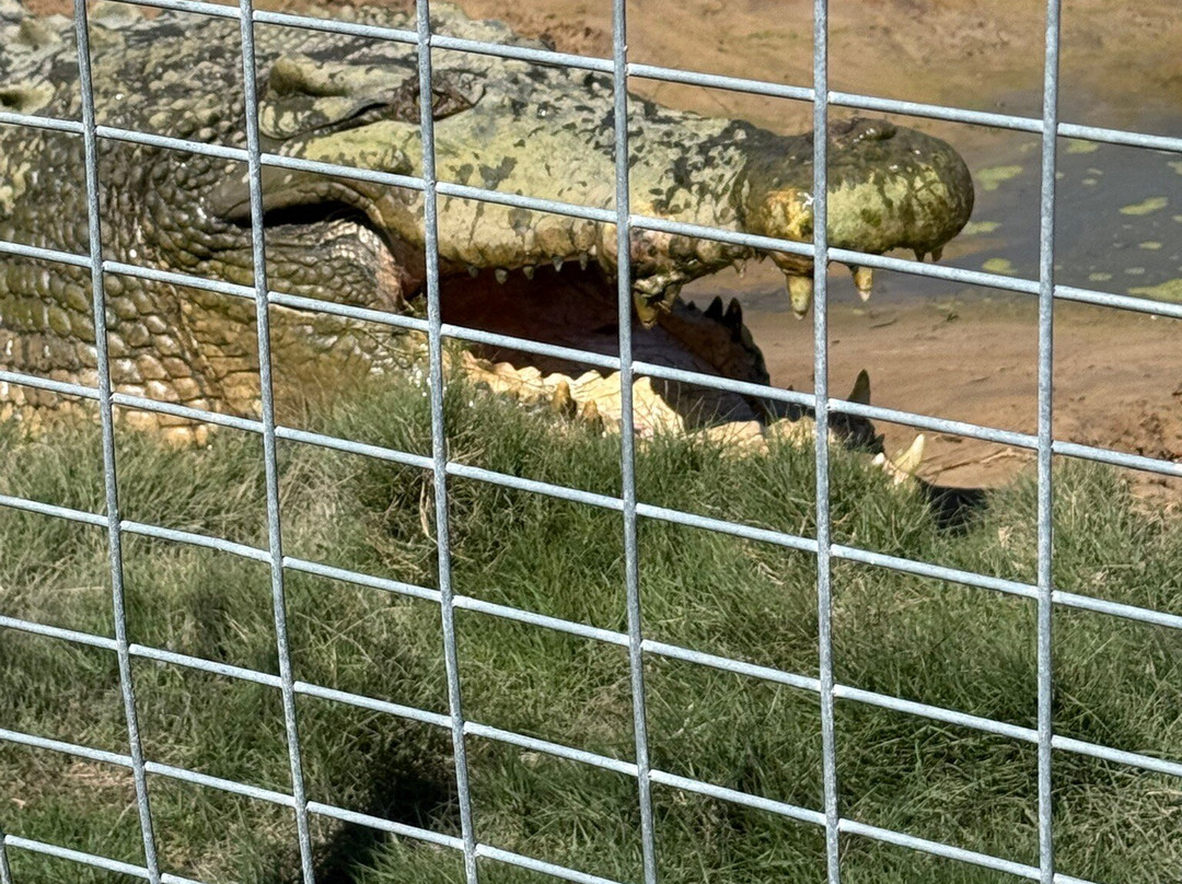 Koorana Crocodile Farm-Coowonga必去景点