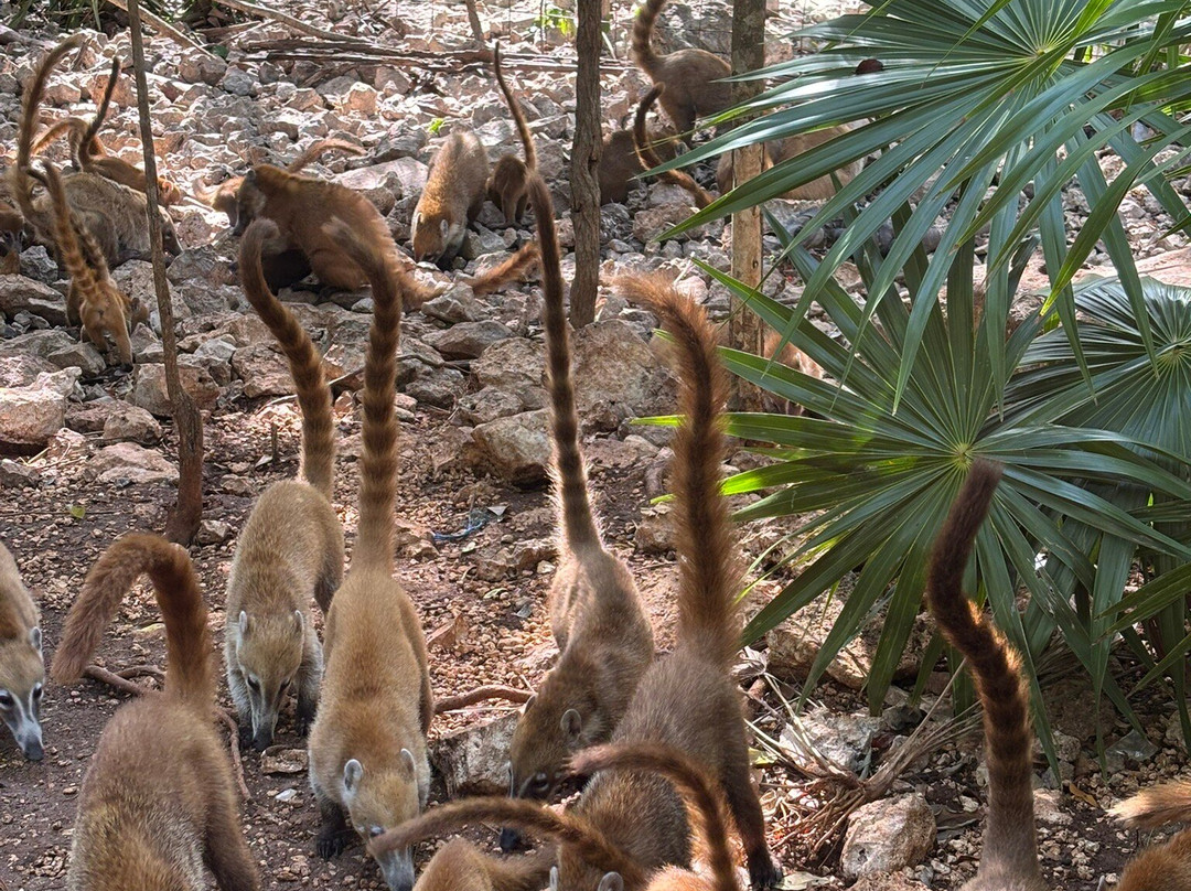 Cenote Azul-尤卡坦半岛必去景点