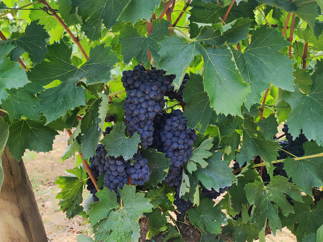 Fattoria Castello di Monteriggioni - Wine Shop-蒙特里久尼必去景点