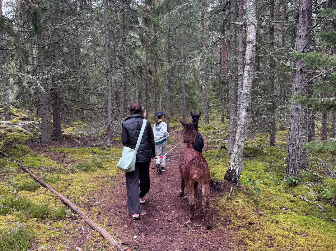 Far from standard alpaca-Jarna必去景点