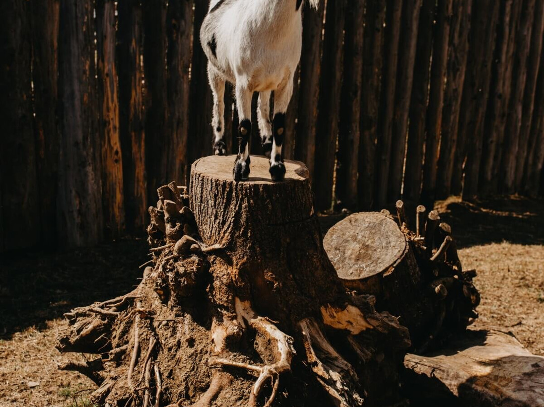 Zverinec, Mini-zoo Lipany