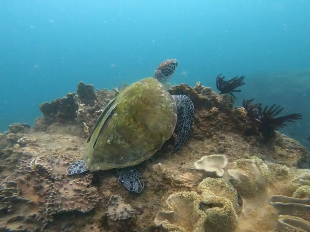 Juara Scuba Academy-刁曼岛必去景点