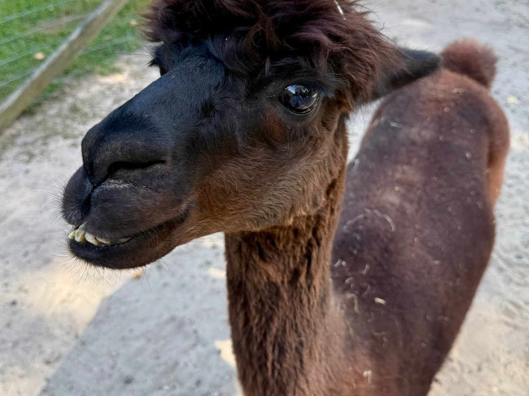 Jersey Shore Alpacas-开普梅必去景点