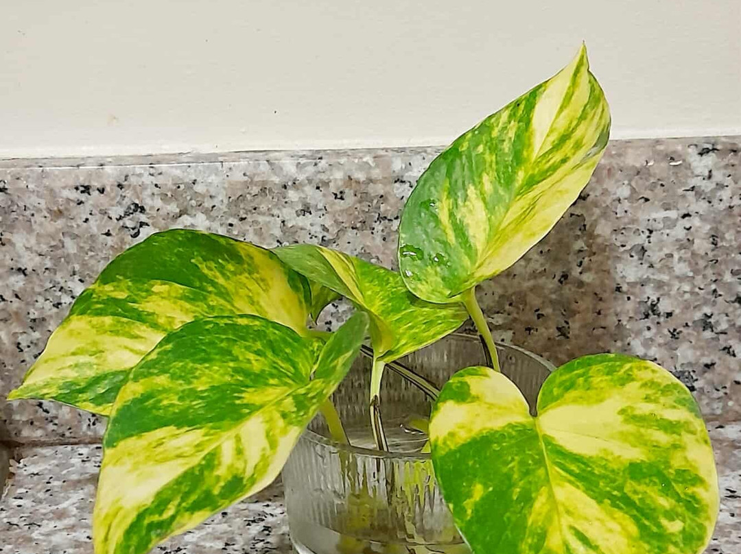 Madonna Hometel & Suites主图