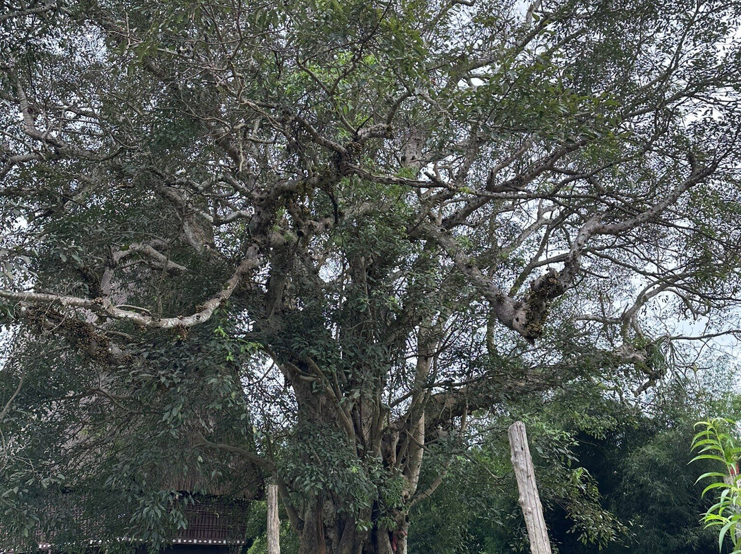 Nha rong Kon Klor-昆嵩必去景点