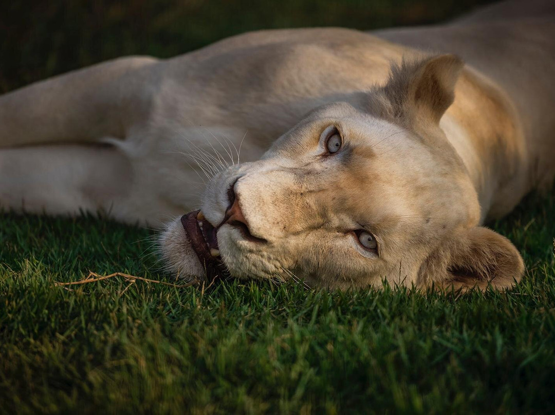 Desert Day at the Jack Joseph and Morton Mandel Zoo-贝尔谢巴必去景点