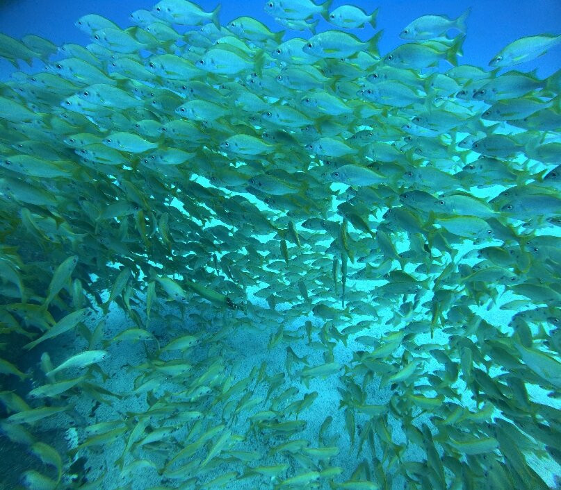 Gran Canaria Divers-莫干港必去景点