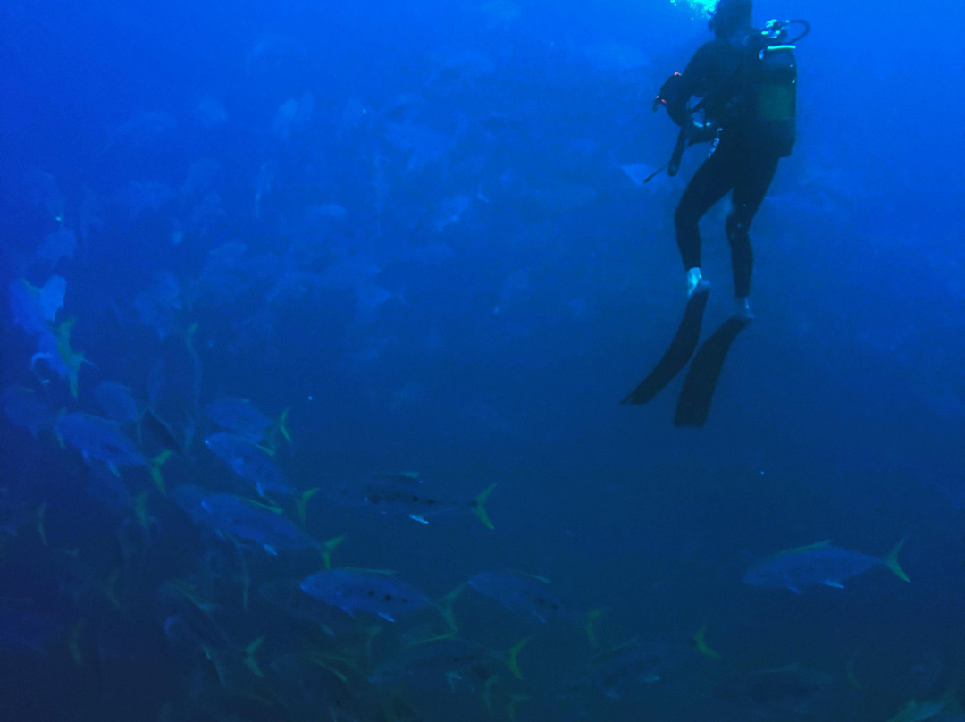 SAFARI, DRIVE & DIVE TOURS-Inhambane必去景点