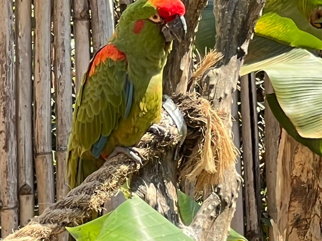 Parque Municipal Antônio Molinari-Pocos de Caldas必去景点