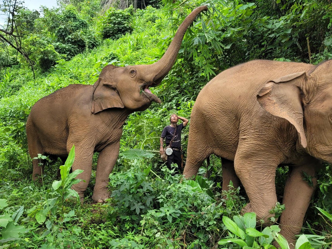 Elephant Steps Chiang Rai-清莱必去景点