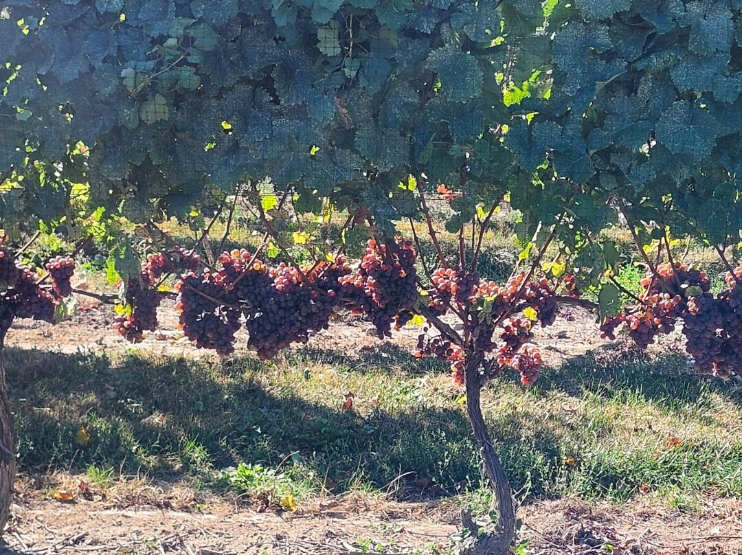 Jackson-Triggs Winery-滨湖尼亚加拉必去景点