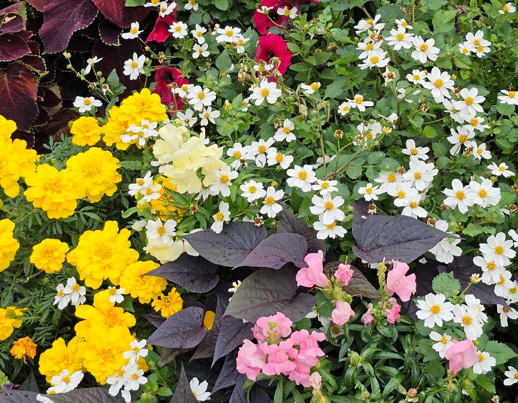 Domplatz-爱尔福特必去景点