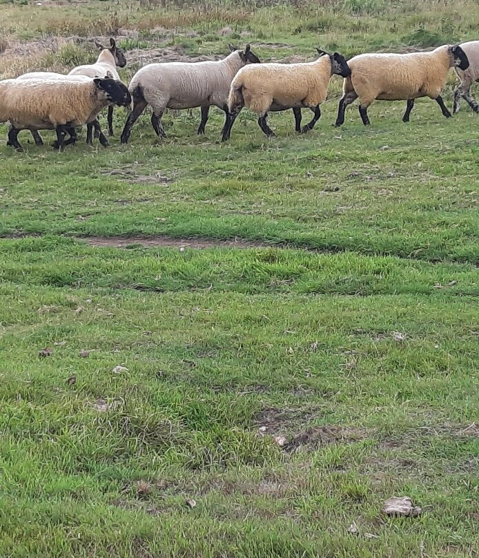 Brickfields Farm主图