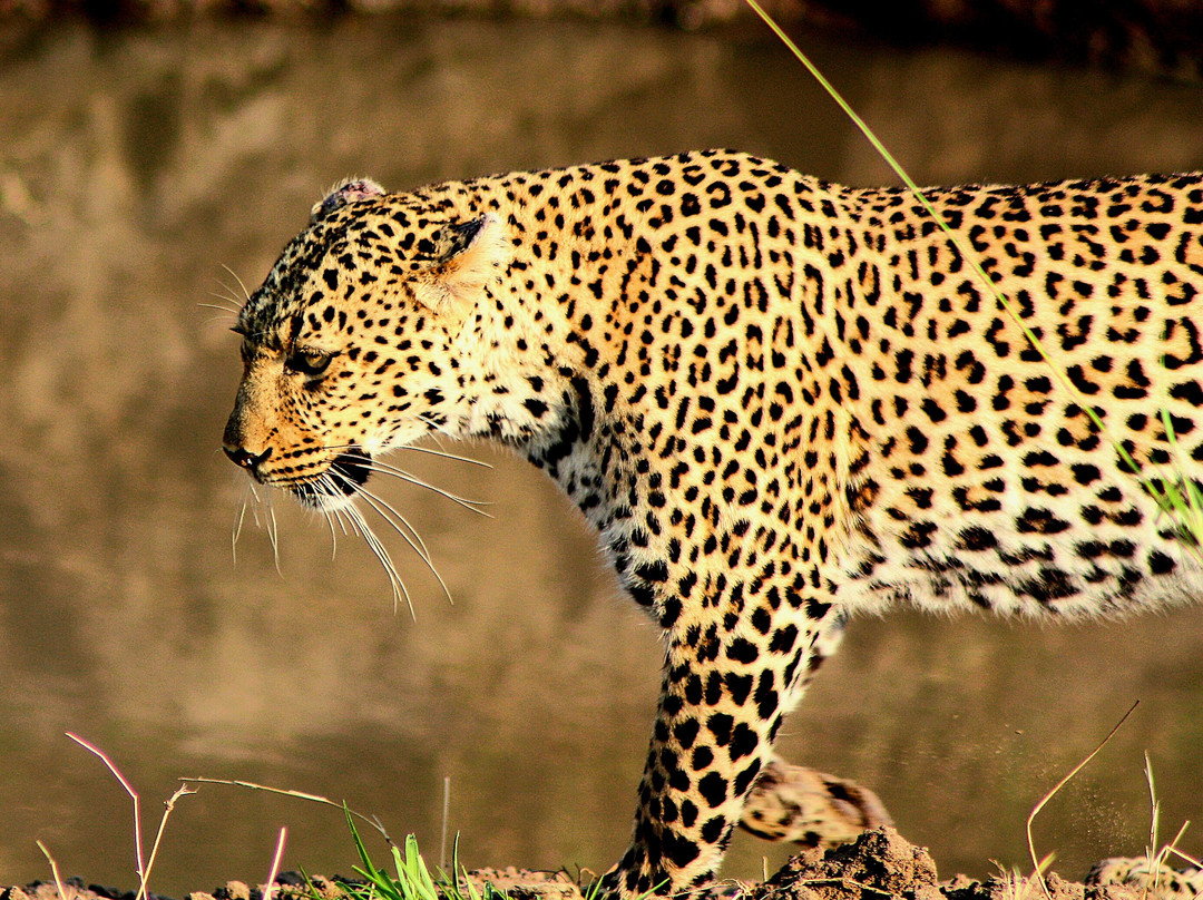 AFRICAN DIURNAL SAFARIS & TOURS-姆万扎必去景点