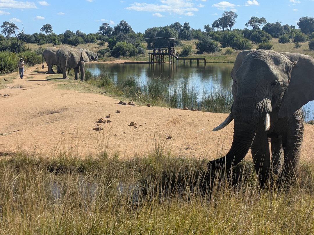Adventures with Elephants-贝拉贝拉必去景点