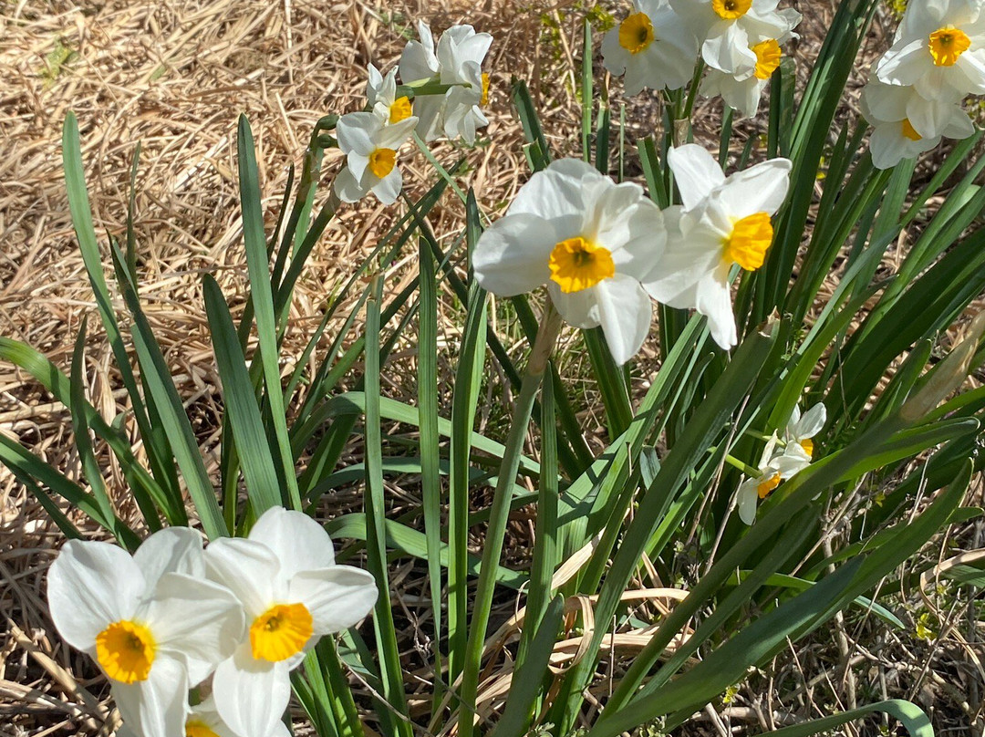 Wild Meadows Garden Little Hartley Nsw