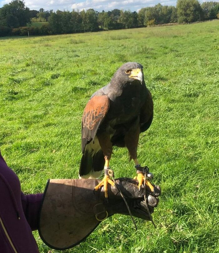 Vale Royal Falconry Centre-Northwich必去景点