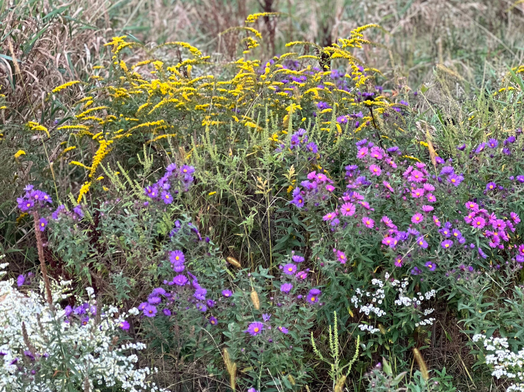 Wildflower Farms, Auberge Collection主图