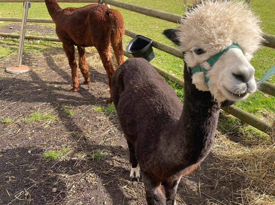 Woodlands Alpaca Farm-沃灵顿必去景点