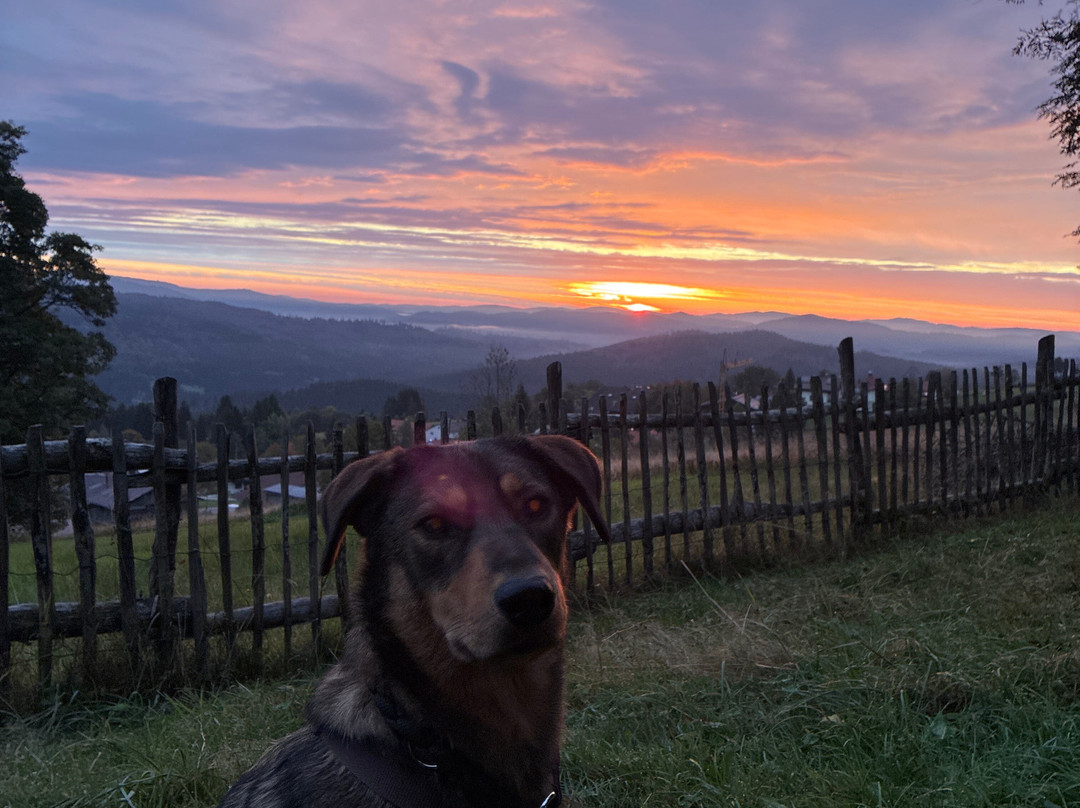 Hunderesort Waldeck主图