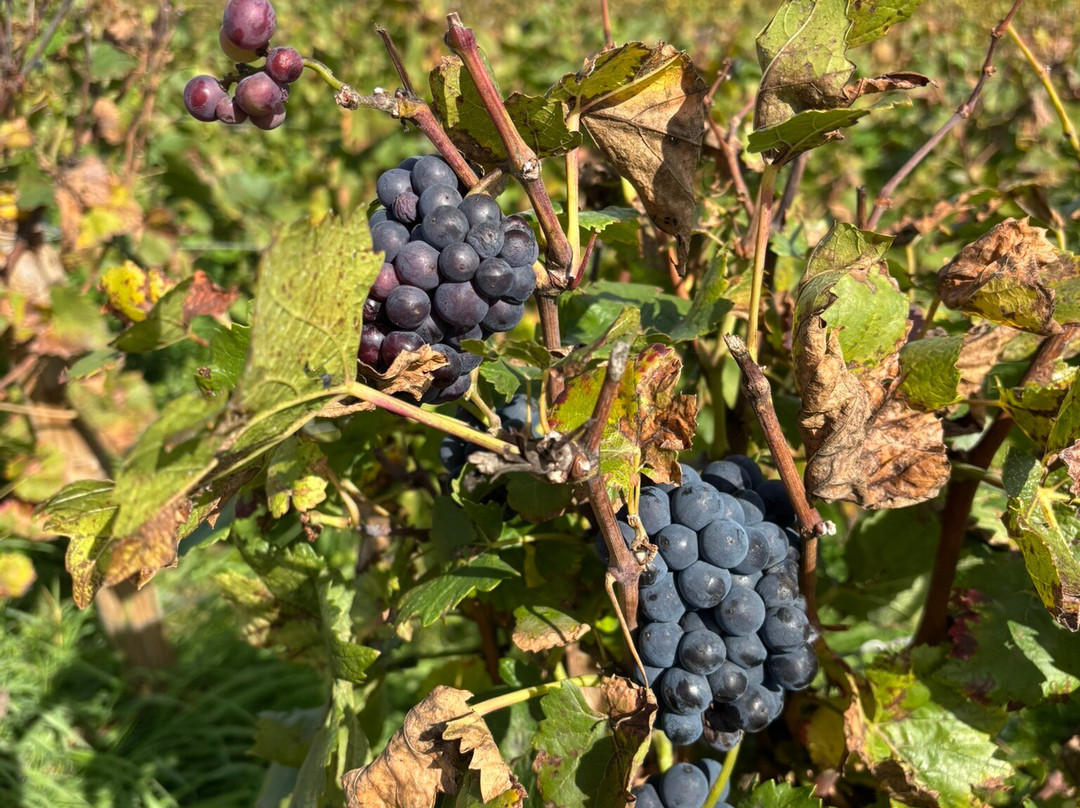 Domaine de la Romanee-Conti-Vosne-Romanee必去景点