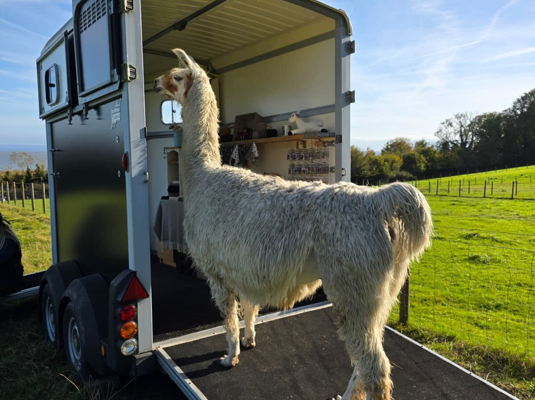 Bardsea Alpacas And Llamas-Bardsea必去景点