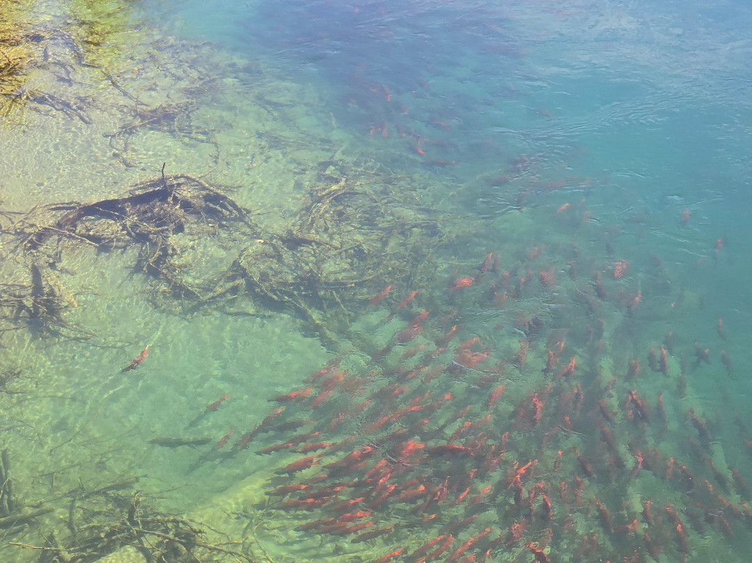 Alpenglow Mountain Escapes-Nakusp必去景点