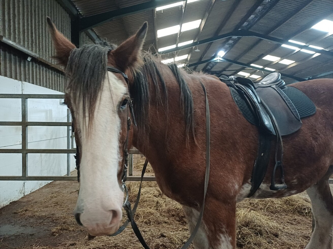 Blackstone Clydesdales Experience-Cumnock必去景点