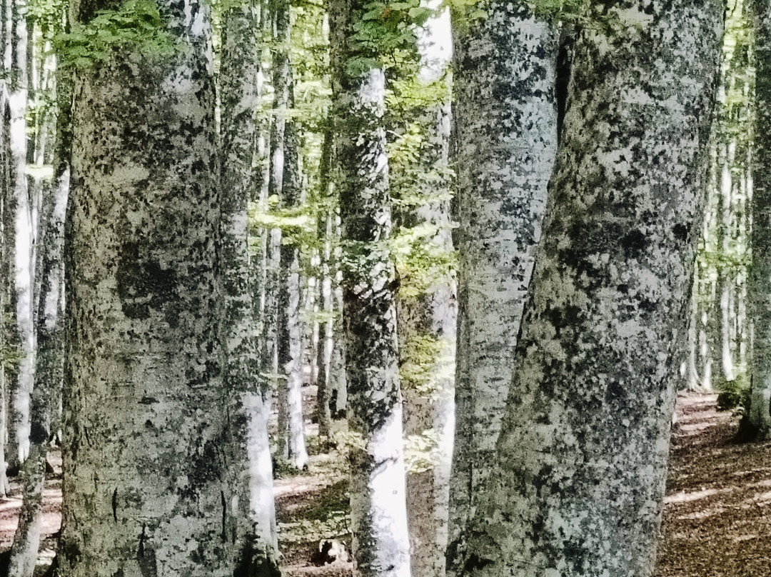 Bosco La Costara di Sasso di Castalda-Sasso di Castalda必去景点
