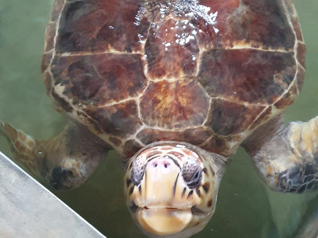Sea Turtle Conservation Project (Koggala)-克拉必去景点